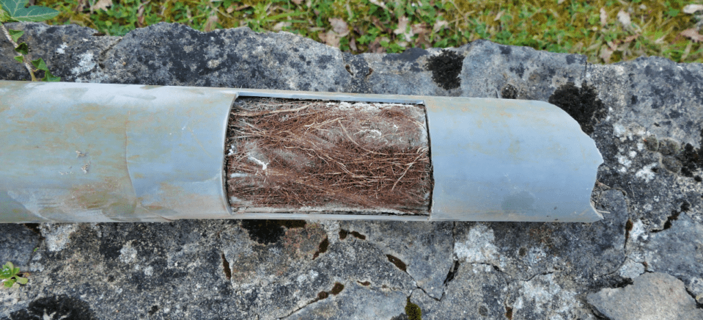 dried tree pipe blockage drainage pipes plumbing ipswich