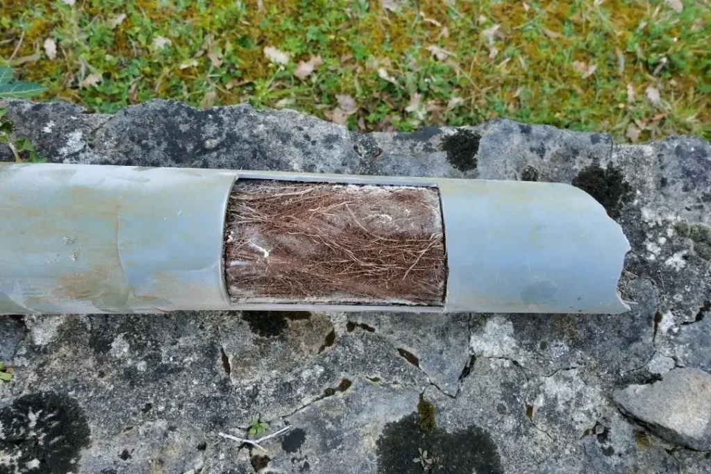 blocked drainage pipe with tree roots